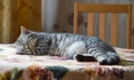 Какво да чакаме, ако котката дойде в къщата